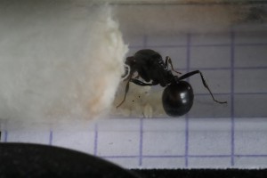 Gyne 1, [Blog] Les endémique d'Anatole