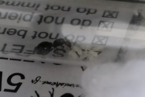 Crematogaster, [Blog] Les endémique d'Anatole