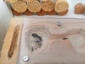 Camponotus + mâle, [Blog] Les endémique d'Anatole