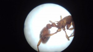 microscope, [Myrmica specoides] Demande confirmation identification Myrmica rubra