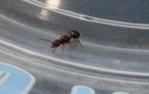 Gyne, [Aphaenogaster subterranea] Aide pour identification, Formica rufa ?