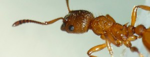 Profil (?) de Myrmica, [Myrmica rubra] "Nid de fourmis rouges"