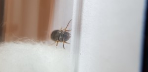 Face, [Lasius brunneus] Demande d'identification, Lasius ?