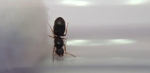 Dessus, [Lasius brunneus] Demande d'identification, Lasius ?