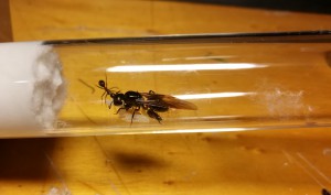 Photo du 28/05/2019, [Blog] Camponotus ligniperdus / Auvergne
