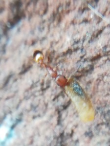 Ouvrière ramenant un petit quelque chose, [Temnothorax unifasciatus] Identification ouvrière ?