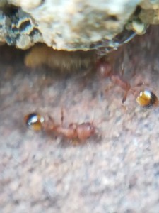 Ouvrière devant l'entrée du nid, [Temnothorax unifasciatus] Identification ouvrière ?