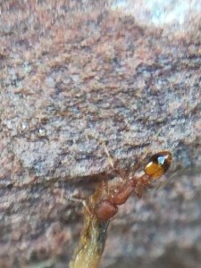 Ouvrière, [Temnothorax unifasciatus] Identification ouvrière ?
