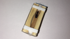 Module, Ma fondation Colobopsis truncata