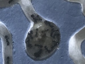 Grosse larve et nymphes suspectes, Larve Messor barbarus suspecte