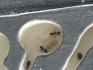 Grosse nymphe 1, Larve Messor barbarus suspecte