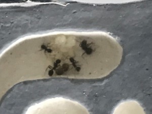 Grosse nymphe 2, Larve Messor barbarus suspecte