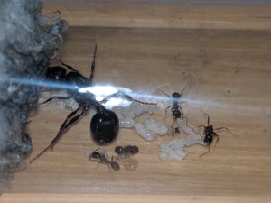 Messor sp. aff. capitatus 2019/05/19, [Blog] Les Messor sp. aff. capitatus de Rekyem