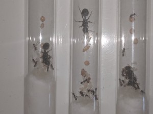 Messor sp. aff. capitatus zoom 2019/05/19, [Blog] Les Messor sp. aff. capitatus de Rekyem