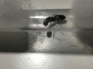 Avec loupe, [Camponotus pennsylvanicus] Demande d’identification