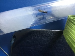 Autre photo, [Camponotus pennsylvanicus] Demande d’identification
