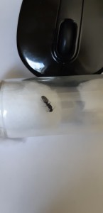 Gyne, [Camponotus pennsylvanicus] Demande d'identification