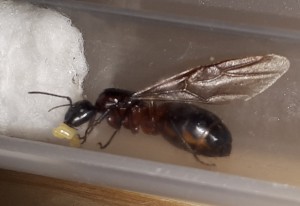 Vue de côté/arrière, [Camponotus ligniperdus] Identification gyne creusoise à confirmer