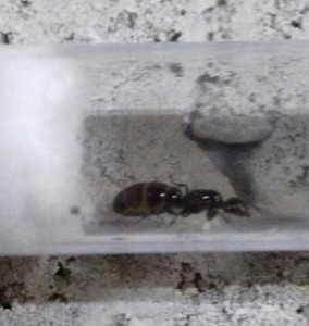 En voilà une, [Camponotus lateralis] Demande d'identification