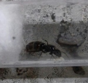 La 2ème, [Camponotus lateralis] Demande d'identification