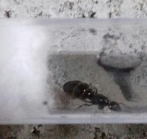 La 3ème, [Camponotus lateralis] Demande d'identification