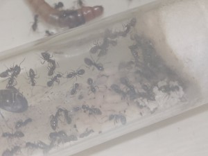 Zoom - Flash, [Blog] Les Lasius sp. aff. niger de Rekyem