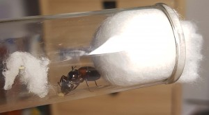 La gyne de profil, [Camponotus ligniperda] Demande d'identification, grosses gynes de 2 cm a
