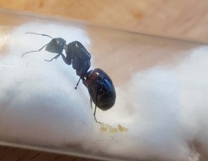 Deuxième photo de profil, [Camponotus ligniperda] Demande d'identification, grosses gynes de 2 cm a