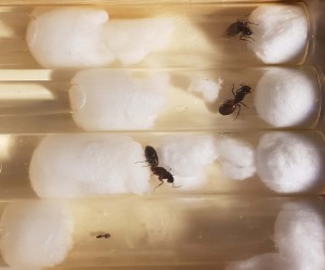 Une photo où on voit la différence de taille avec une solenopsis fugax, juste pour rire, [Camponotus ligniperda] Demande d'identification, grosses gynes de 2 cm a
