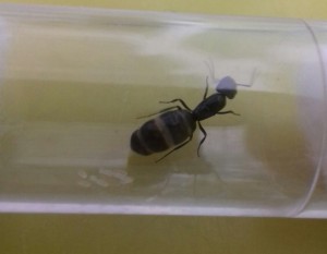 C'est la meilleure que je puisse avoir, [Camponotus lateralis] Demande d'identification