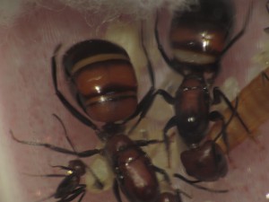 Vue rapprochée de la physogastrie et du couvain, [Blog] Les Camponotus nicobarensis bigynes