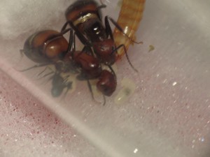 Dernière photo des petites mignonnes :), [Blog] Les Camponotus nicobarensis bigynes