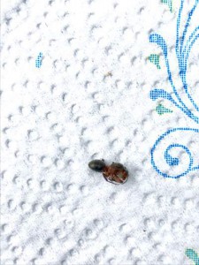 Photo 1, [Formica sensu stricto] Identification gyne