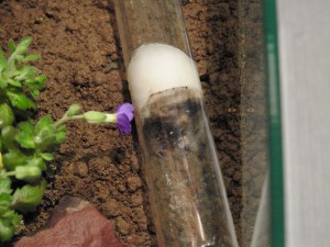 Fourmis en sortie de diapause, Lasius en terrarium