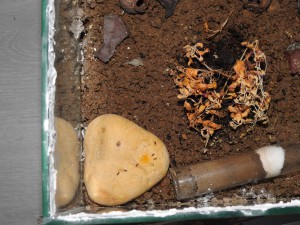 Etat actuel, Lasius en terrarium