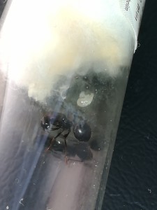 Photo 2, [Messor barbarus] Une larve fort étrange (forme, taille)
