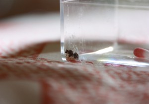 ma gyne, [Blog] Ma gyne Lasius sp. noire