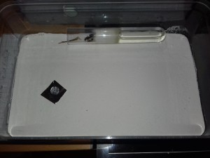 Installation Camponotus, [Blog] Messor aegyptiacus et Camponotus nicobarensis