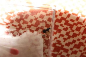 ma gyne et ses ouvrières, [Blog] Ma gyne Lasius sp. noire