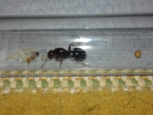 Family 2 Messor, [Blog] Messor aegyptiacus et Camponotus nicobarensis