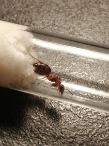 Gyne, [Formica rufibarbis] Formica ?