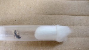 Photo de la gyne 2, [Blog] Camponotus Lateralis