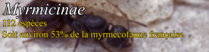 Myrmicinae, Document collaboratif - liste des fourmis de France avec photos des membres