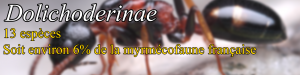 Dolichoderinae, Document collaboratif - liste des fourmis de France avec photos des membres