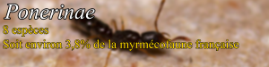Ponerinae, Document collaboratif - liste des fourmis de France avec photos des membres