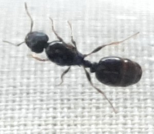 Photo 3, [Tetramorium sp.] Ce matin