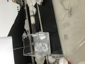 Tube et ADF actuelles, Que choisir pour Camponotus nicobarensis ?