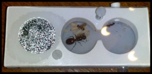 Exemple de module pour fondation credit : Mr propre, Que choisir pour Camponotus nicobarensis ?