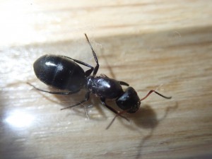 Gyne 2, [Camponotus rectangularis, Odontomachus bauri] Gynes Costa-Ricaines