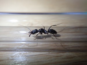 Gyne 3, [Camponotus rectangularis, Odontomachus bauri] Gynes Costa-Ricaines